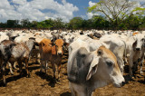 157 Costa Rican Steer 2.jpg