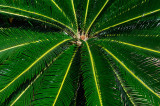 157 Cycad fronds.jpg