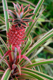 157 Red Pinapple 1.jpg