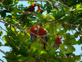 161 Wild Macaws 2.jpg