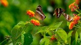 162 Bordered Patch Butterflies 1.jpg