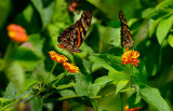 162 Heliconian butterflies.jpg