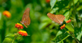 162 Orange Julia Butterflies 1.jpg