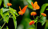 162 Orange Julia Butterflies 2.jpg