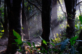 162 Rain Forest Morning light.jpg