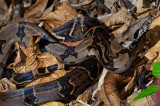 163 Boa Constrictor 1.jpg