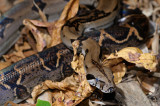 163 Boa Constrictor 3.jpg