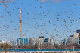 164 Ring Billed Gull colony Toronto 1.jpg