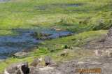 Chickahominy 0906 051.JPG