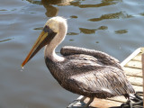 Pelican .jpg