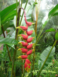 Plant in Costa Rica .jpg