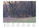 Buck and does, near Chagrin river-1 copy.jpg