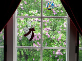 Looking Out ~ April 27th