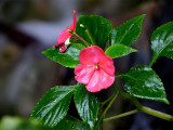 Well Watered ~ March 27th