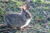 Backyard Wildlife  ~  April 16th