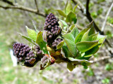 Baby Lilacs ~ April 19th