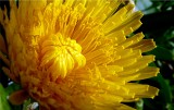 Dandy Dandelion ~ April 25th