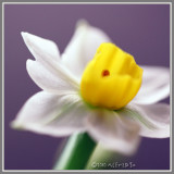 01 Narcissus 水仙花