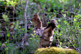 Ruffed Grouse