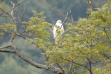 Redtail Hawk