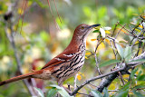 Brown Thrasher