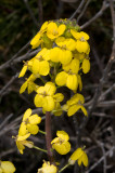 Chap. 4-43, Wall flower, Erysimum insulare subsp. suffrutescens