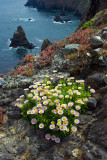 2-050-08 Anacapa Seaside Daisy-1