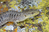 4-105-08 Anacapa Alligator Lizard