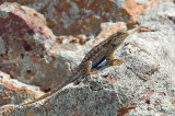 Western Fence Lizard