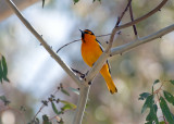 Bullocks Oriole male