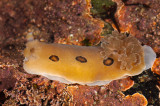 brown spotted nudibranch