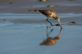 Marbled-Godwit-1.jpg