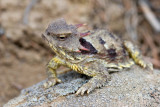 Chap, 6-17, Blainvilles Horned Lizard