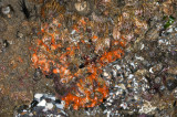 Red Thatched Barnacle, Tetraclita rubescens