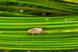 surfgrass limpet.jpg