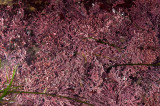 Hazard Cnyn, corallina-officinalis-var.-chilensis-2.jpg