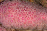 Corynactis californica, Strawberry Anemone-1.jpg