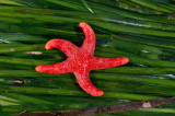 Henricia leviuscula, Pacific Blood Star.jpg