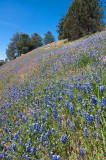 Lupine Hill-2.jpg