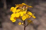 Wallflower, Erysimum insulare var. suffrutescens