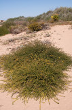 Deerweed, Lotus scoparius-1