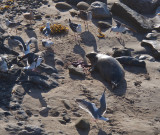 Chap. 1-3, Harbor Seal pupping at Carpinteria