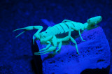 Another Centruroides scorpion
