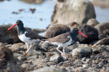 Ameican Oyster Catchers