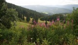 paysage des hautes vosges.