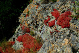 tiny red flowers on the rock.