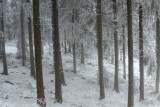 black forest in white # 4