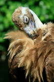 monk vulture