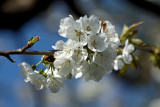 cherry tree