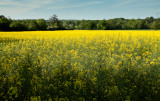 champ de colza